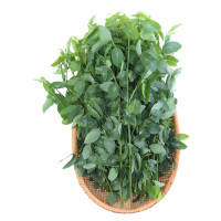 Rau Ngót Phú Lộc 500G