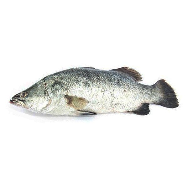 Cá Chẽm Trung Nguyên Con Không Làm Sẵn (Kg) Giá bán theo kg~1.2-1.5Kg/Con
