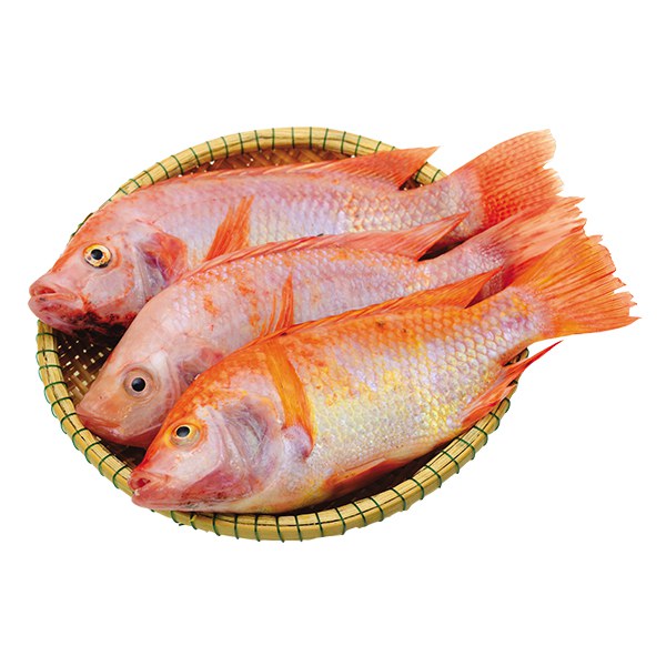 Cá Diêu Hồng Nguyên Con Không Làm Sẵn (Kg)