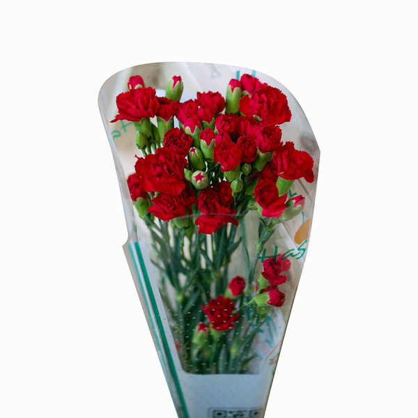 Hoa Cẩm Chướng Nhánh