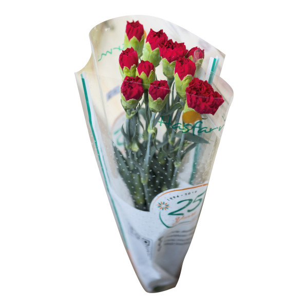 Hoa Cẩm Chướng Đơn