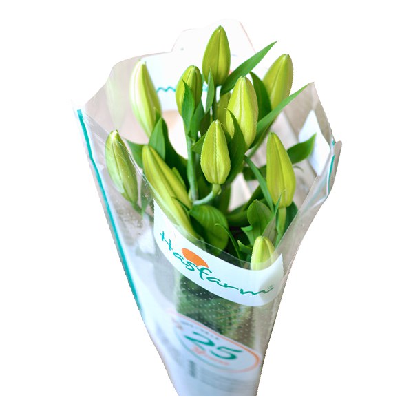 Hoa Lily Dalat Hasfarm
