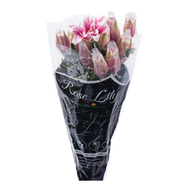 Hoa Lily Kép - Rose Lily