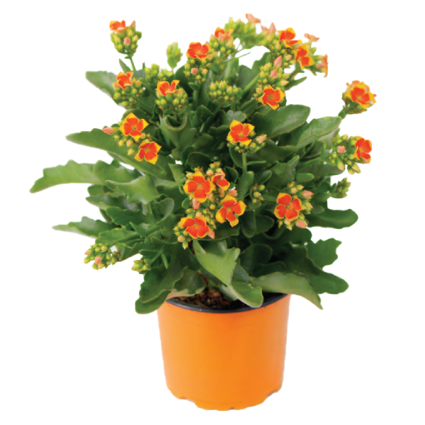 Chậu Sống Đời Trung Đơn