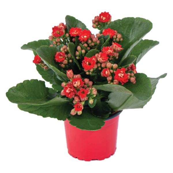 Chậu Sống Đời Mini Kép