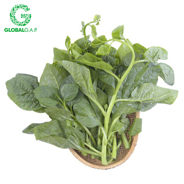 Rau Mồng Tơi Baby DALATGAP 350G