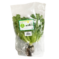 Xà Lách Thủy Tinh PT Farm