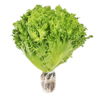 Xà Lách Mini Iceberg Thủy Canh Cao Nguyên 200G