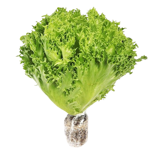 Xà Lách Mini Iceberg Thủy Canh Cao Nguyên 200G