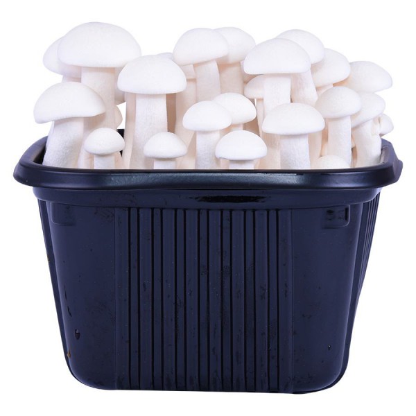 Nấm Linh Chi Trắng Hàn Quốc 150G