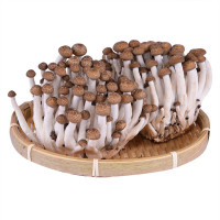 Nấm Linh Chi Nâu Hàn Quốc 150G