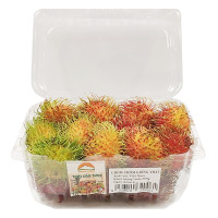 Chôm Chôm Giống Thái 500G